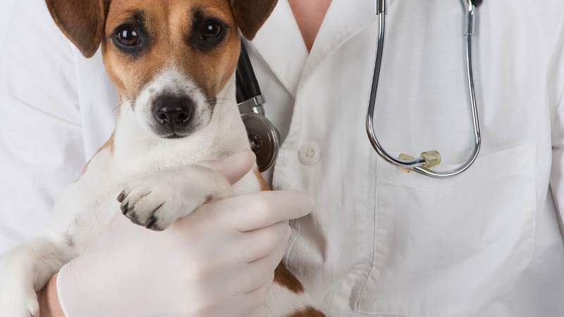 How a Service Dog Can Improve Your Life With MS